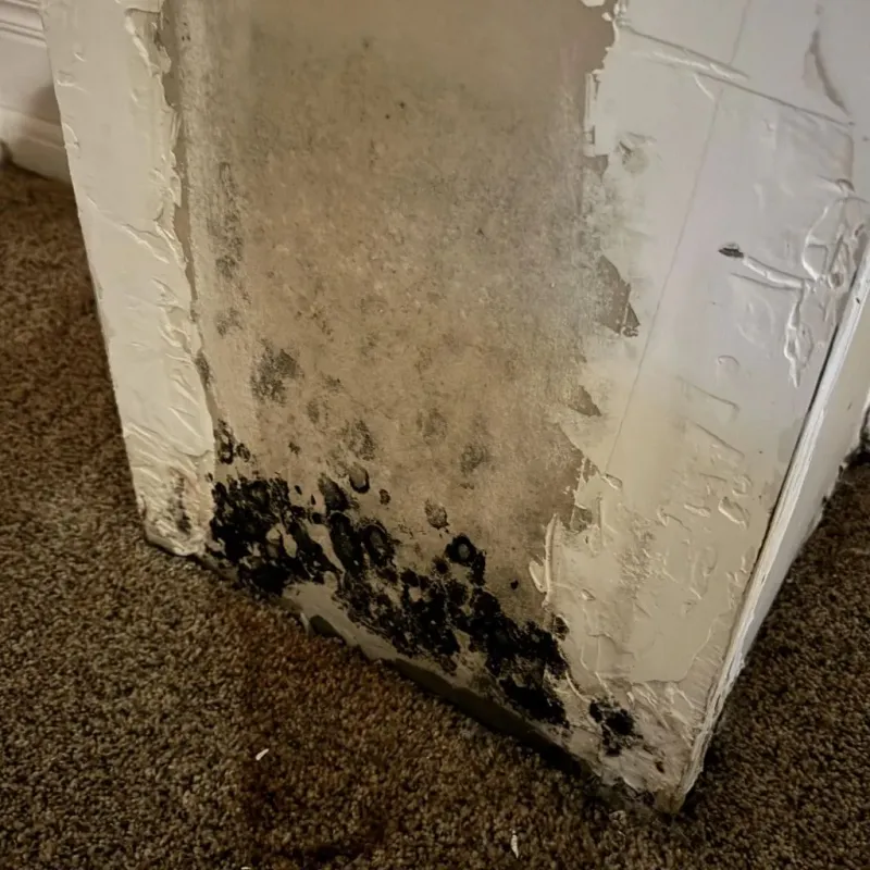 Professional Mold Removal in English, IN